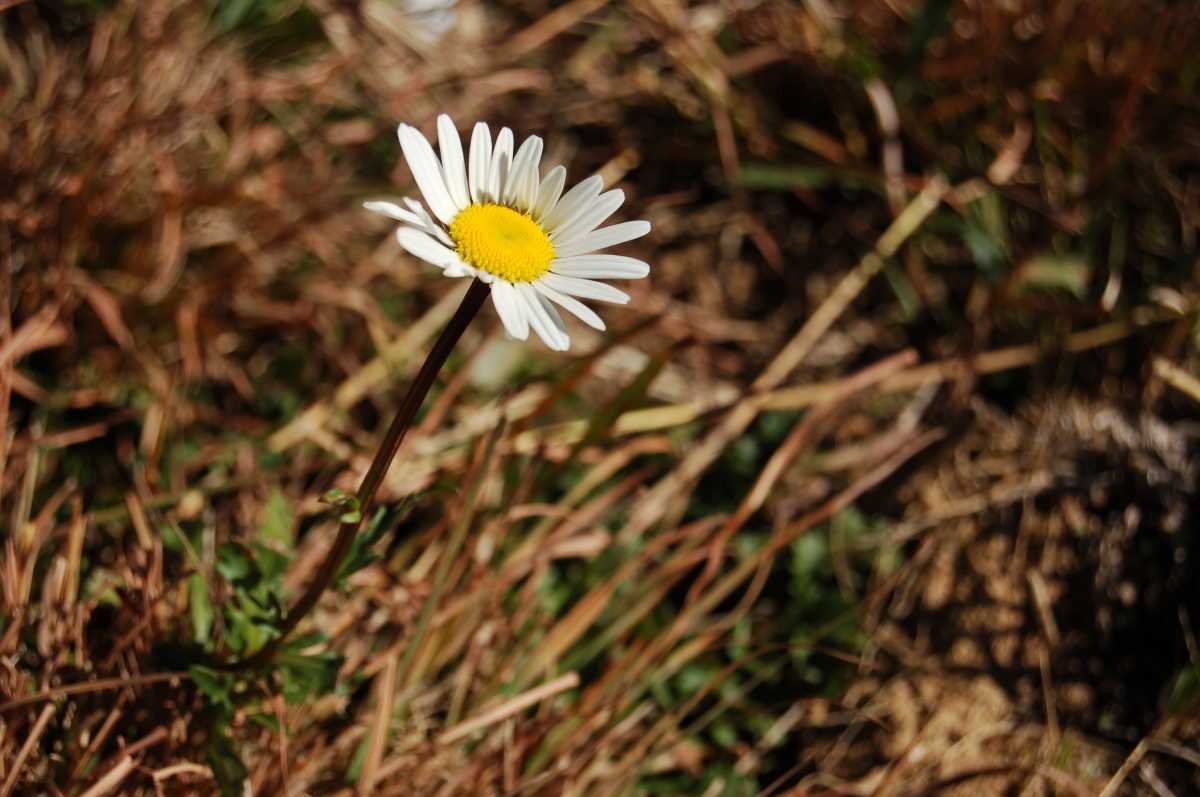 2. Mooi blommetjie