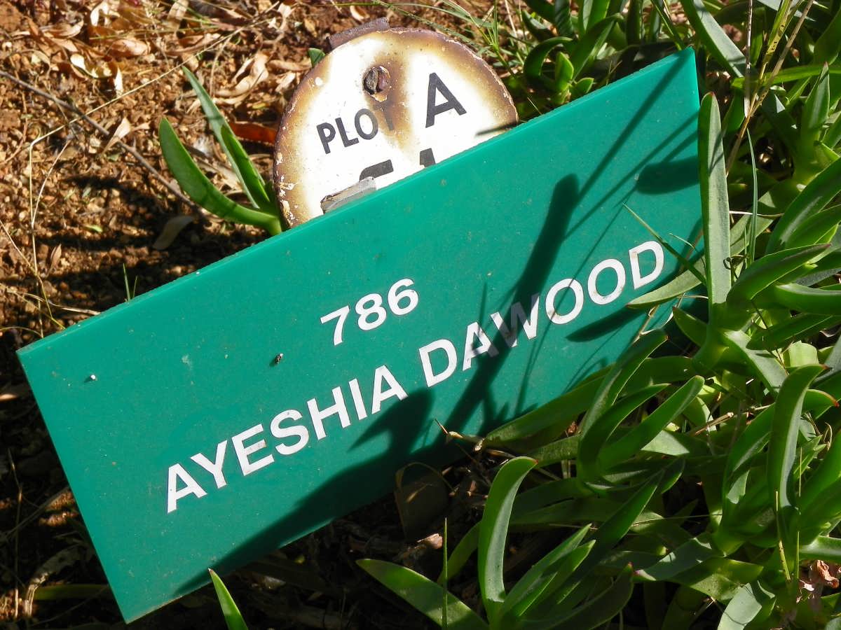 DAWOOD Ayeshia