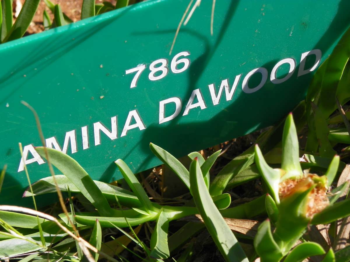 DAWOOD Amina