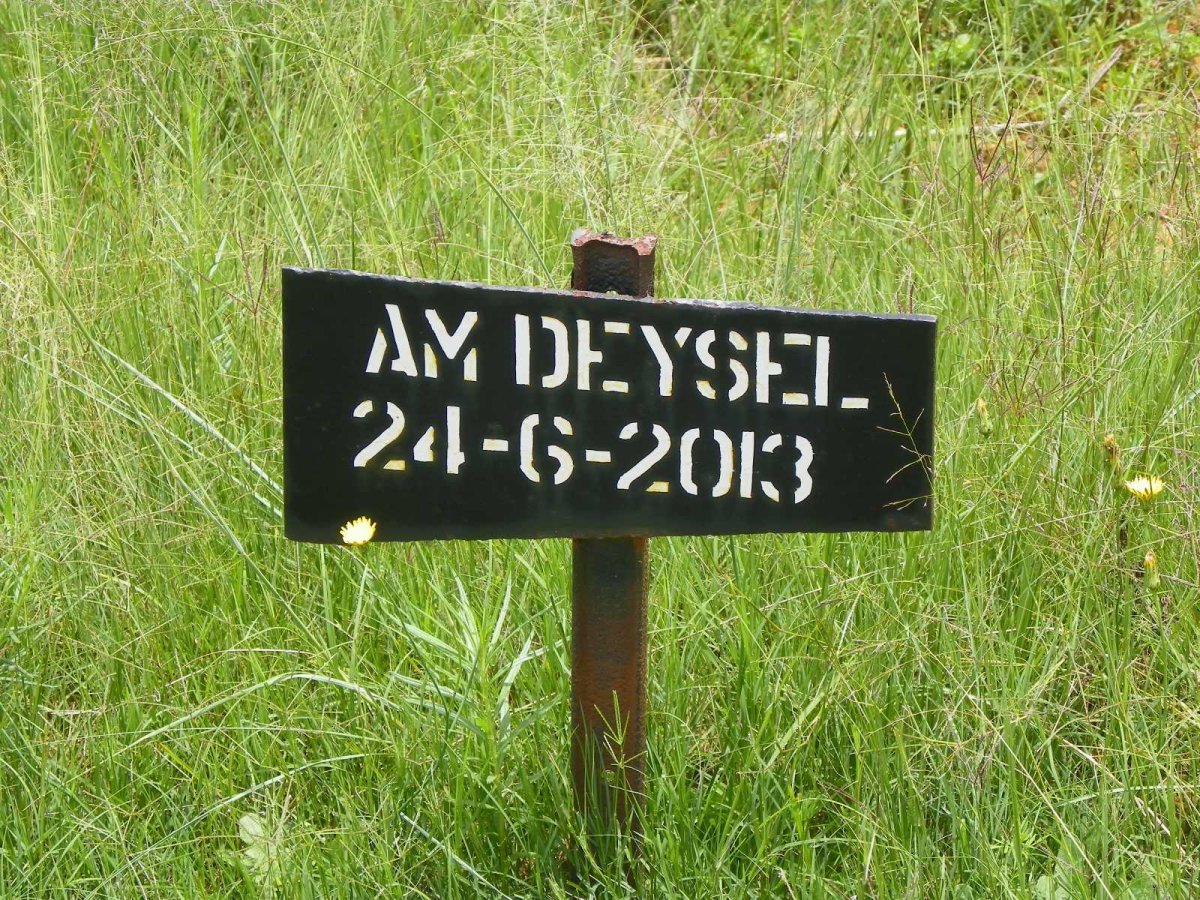 DEYSEL A.M. -2013