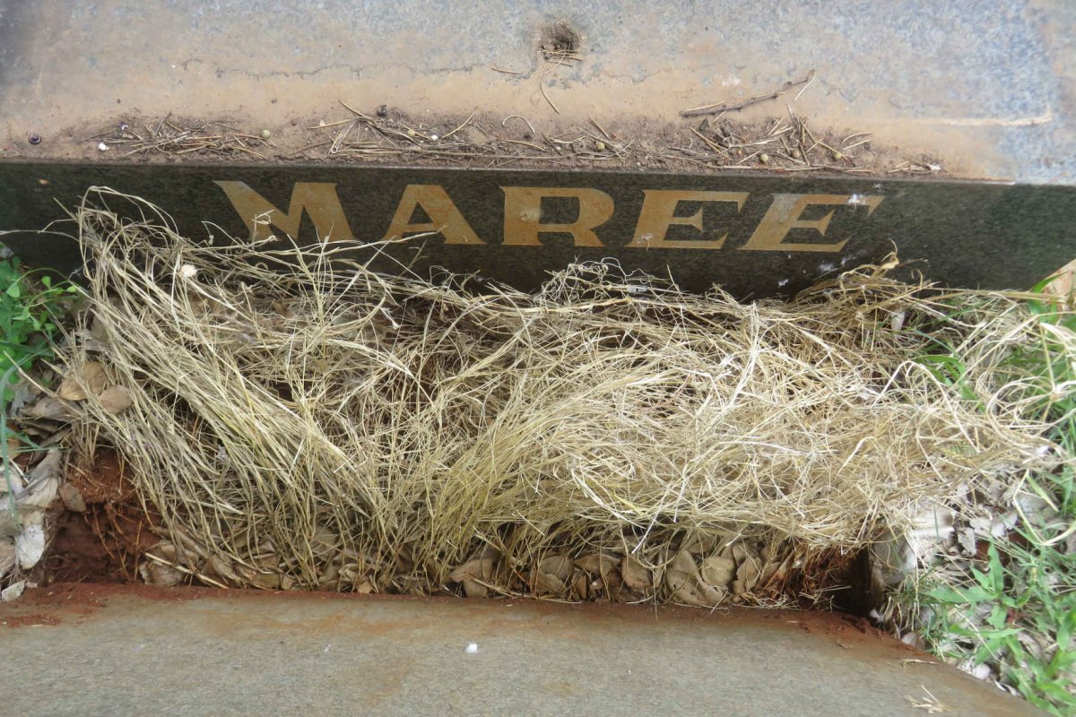 MAREE
