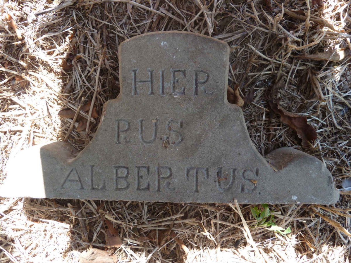 ? Albertus