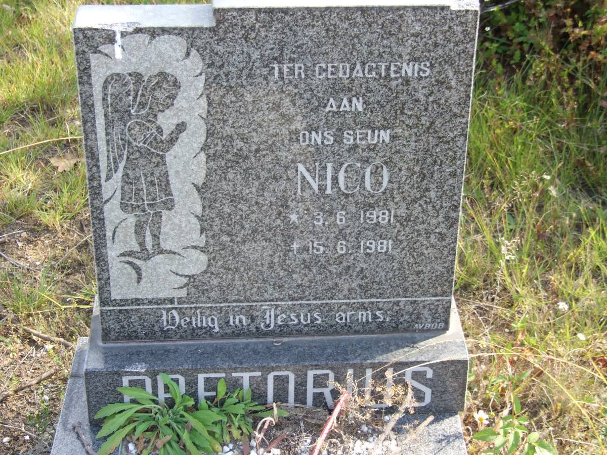 PRETORIUS Nico 1981-1981