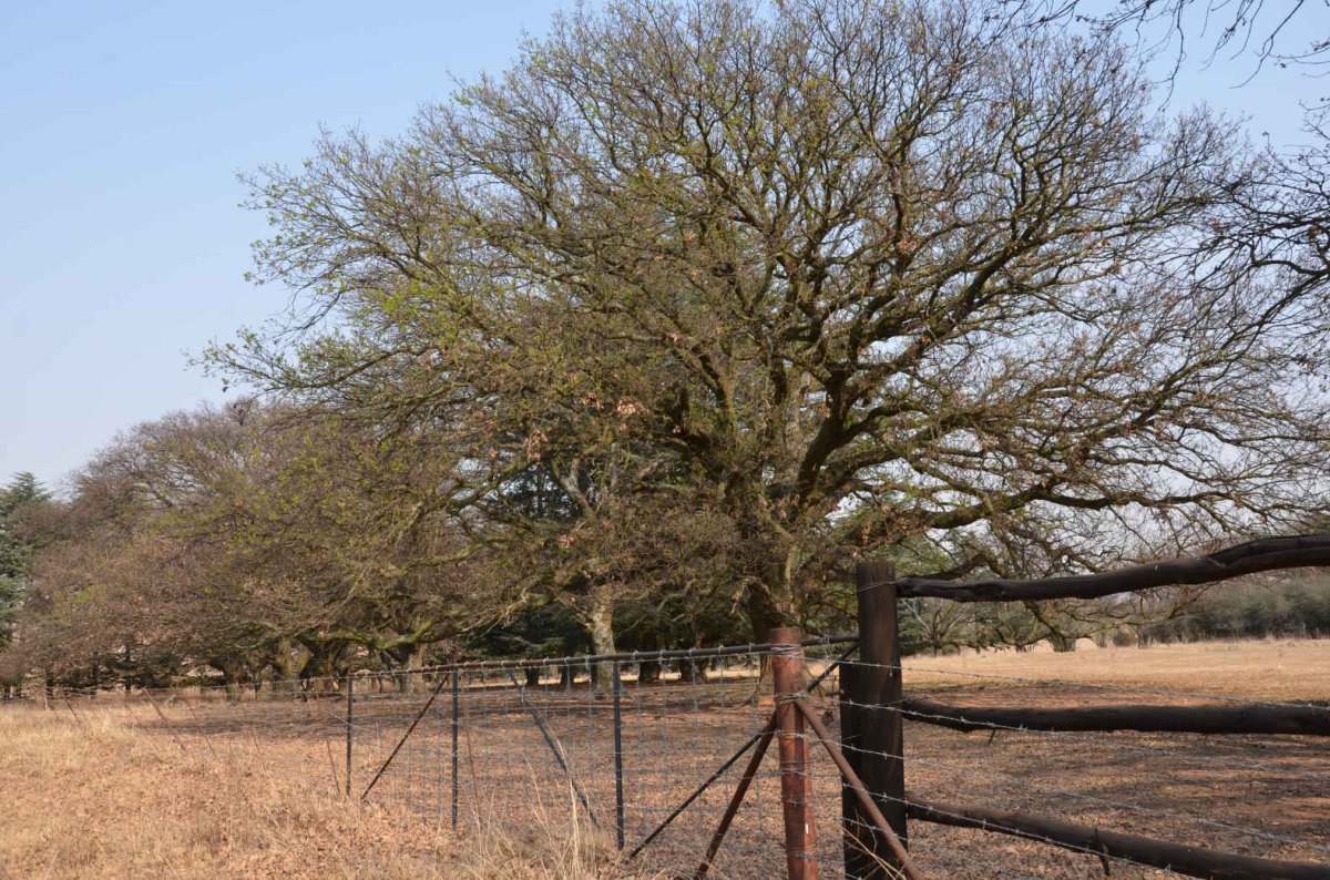 4. Overview of oak trees planted in 1880