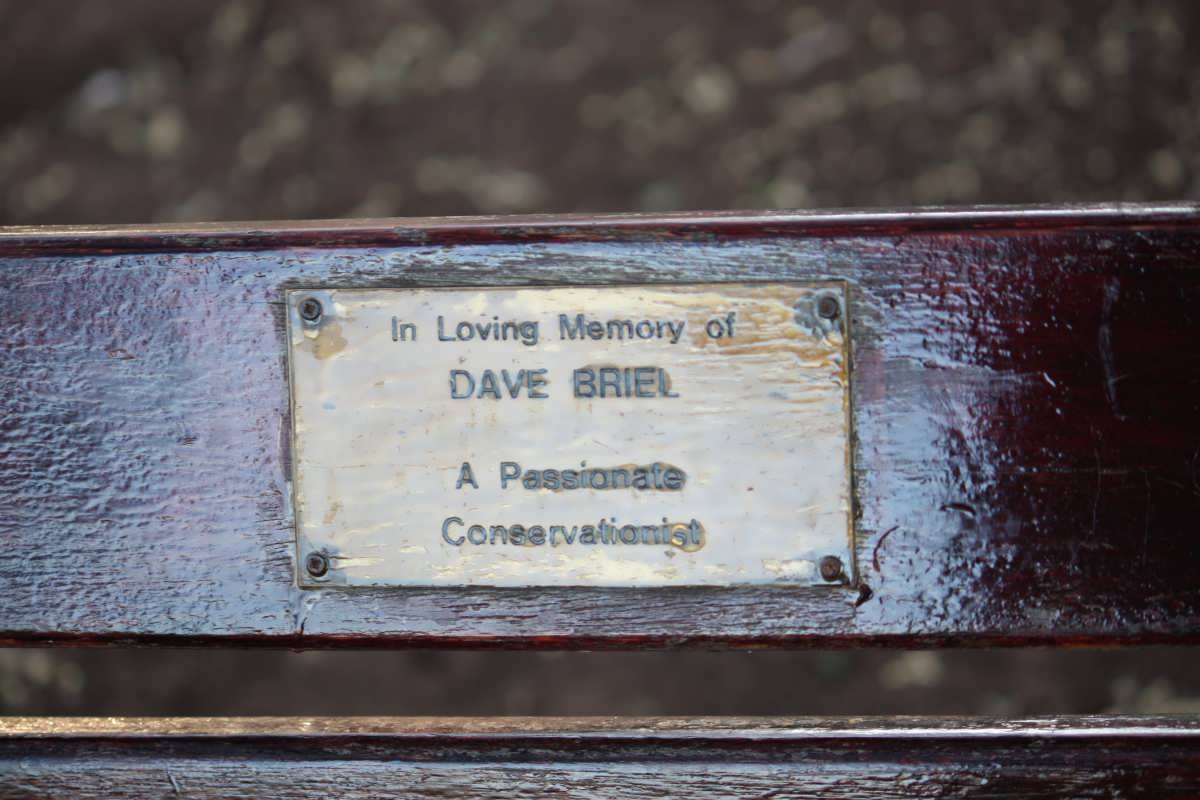 BRIEL Dave