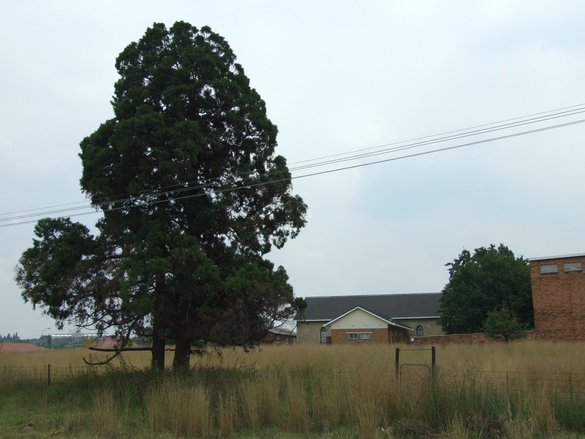 4. The trees with the THEN Trichardt Nether Dutch Reformed Church in the back ground