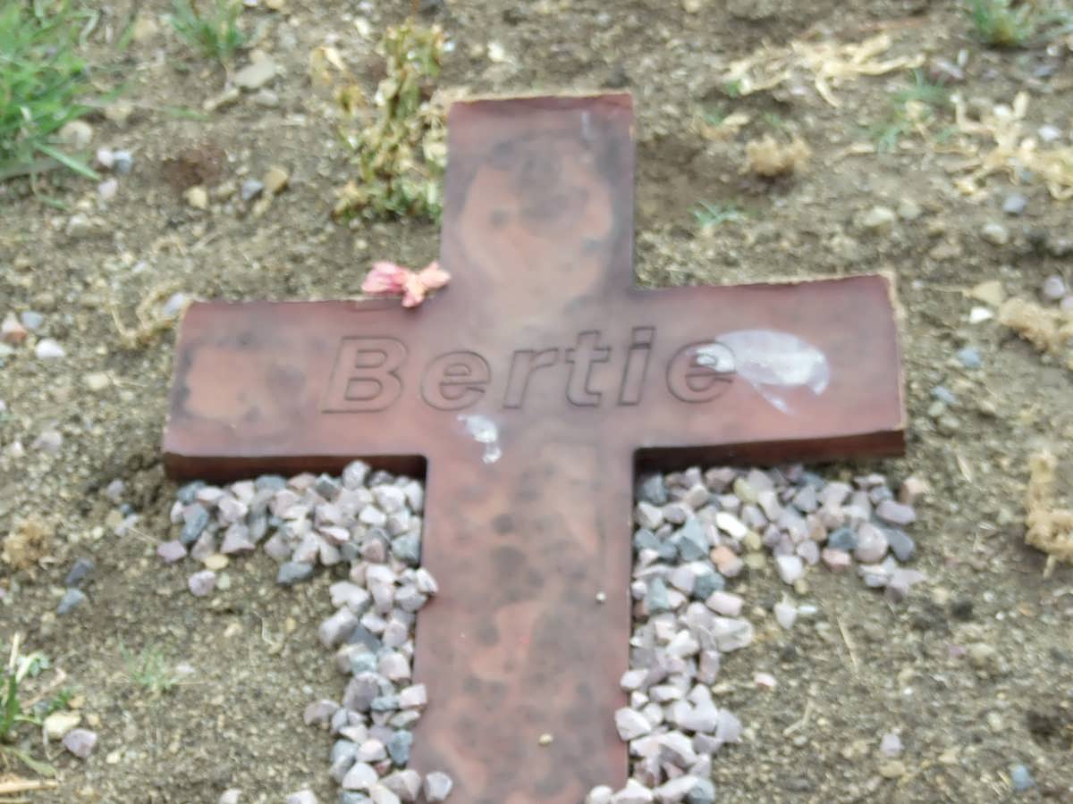 ? Bertie